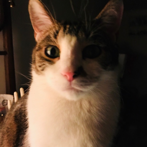 Meet your Posher, Debra - Picture 1 of 3